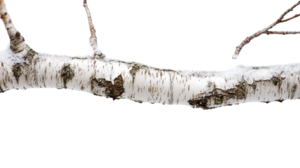 Frosted birch tree with peeling bark Transparent background, PNG file