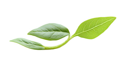 Obraz premium Glowing ginseng sprout, Transparent background, PNG file