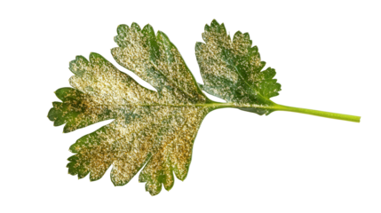Gold-dusted coriander leaf, Transparent background, PNG file