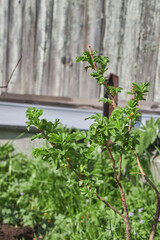 A young green plant with fresh leaves thriving in bright sunlight against a wooden backdrop.