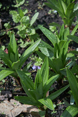 Vibrant green lily leaves with water droplets, showcasing early spring growth.