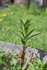 A young lily plant thriving in a sunny garden setting, showcasing its fresh green leaves.