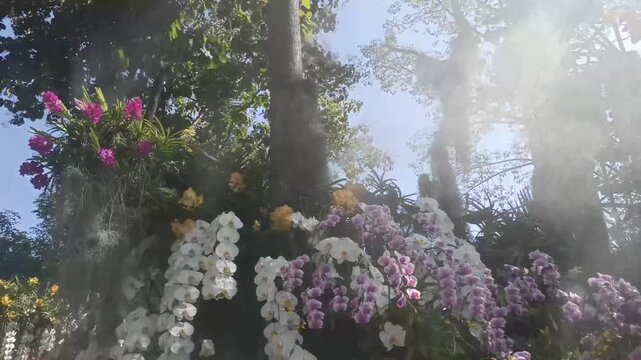 blooming orchid flower garden horticulture