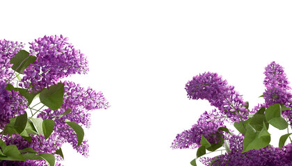 Close up lilac flowers border isolated on white background