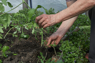 Elderly hands carefully weeding around a young tomato plant in the garden.