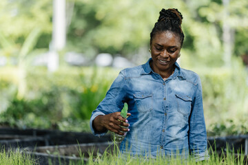 Black female african american work in nursery, carefully arranging young rice plants in trays. The...
