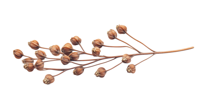 Guarea guidonia seed cluster Transparent background, PNG file