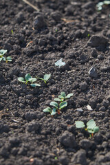 Tiny radish seedlings emerge from dark soil, showcasing the beginning of a new growth cycle in a garden.