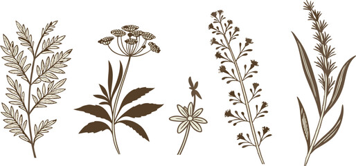 Fototapeta premium Elegant Botanical Design Featuring Ferns Flowers and Grasses Ideal for Branding and Logos