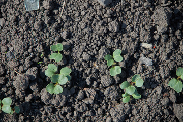 Close-up of fresh radish seedlings growing in rich, dark soil, a sign of new life.