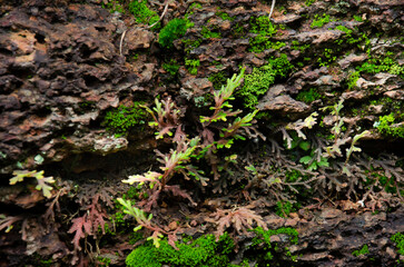 Moss plant background on stone at floor in garden