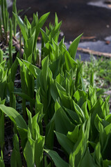 A collection of bright green leaves flourishes in natural sunlight, showcasing detailed texture.