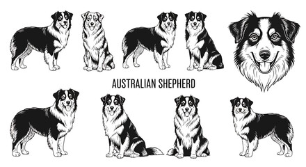 Various Poses of Australian Shepherd Dogs