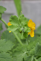 A vibrant yellow celandine flower blooms amongst green leaves, showcasing its delicate petals.
