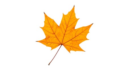Fototapeta premium Autumn Maple Leaf in Golden Hue – Fall Decor Element