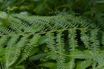 Fern fronds unfold in a lush, green tapestry, capturing nature's intricate patterns and tranquil forest mood with a shallow depth of field