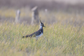 The northern lapwing (Vanellus vanellus) photographed in backlight close-up near the nest