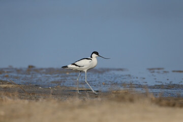 pied avocet (Recurvirostra avosetta) in breeding plumage filmed close-up on the shore of the estuary