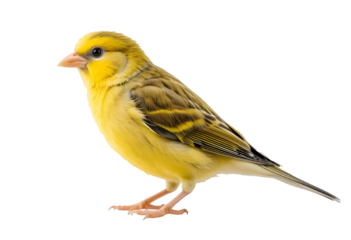 Domestic Canary Isolated on Transparent Background.