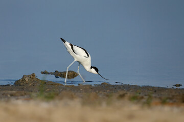 pied avocet (Recurvirostra avosetta) in breeding plumage filmed close-up on the shore of the estuary