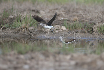 Single and pair of green sandpiper (Tringa ochropus) photographed close-up on the bank of a stream