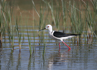 Black-winged stilt (Himantopus himantopus) in breeding plumage photographed close-up on a stream bank