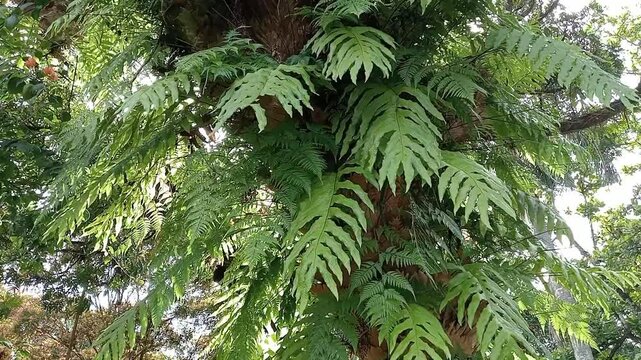 View of a large oak tree looking up through in the park of brown tree branches with lush green leaves. Evoking a sense of tranquility and natural beauty.