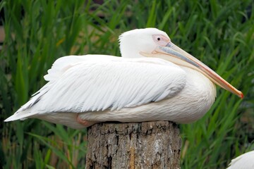 モモイロペリカン