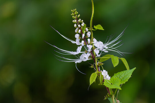 Orthosiphon aristatus in a green background
