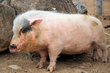 ミニブタ © NO37