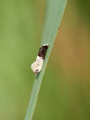 Camouflaged moth. It looks like bird droppings. Trichophaga bipartitella