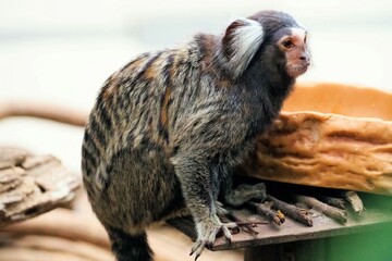 コモンマーモセット