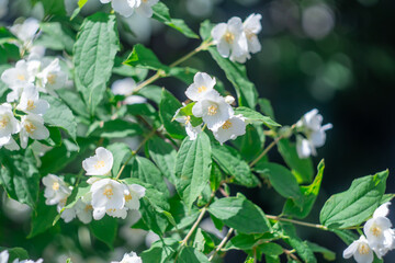 White flowers of mock orange on branch with green leaves. Shrub or climbing philadelphus plant that bears fragrant flowers used in perfumery or tea. English jasmine dogwood the hydrangeaceae family.