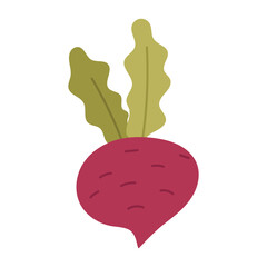Beetroot, radish with tops. Proper nutrition. The flat color illustration is suitable for applications, posters about health, fitness, exercise, disease prevention and cardiac activity