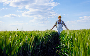 Adult male farmer walking in green wheat field examining crop.