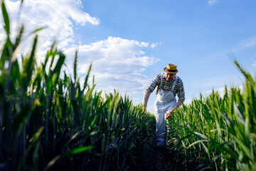 Adult male farmer walking in green wheat field examining crop.