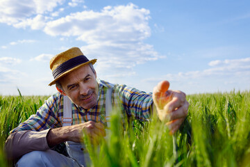 Adult male farmer standing in green wheat field examining crop.