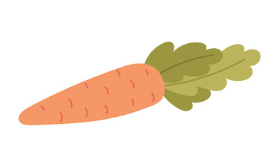Carrots with tops. The vegetable is isolated. Proper nutrition. The flat color illustration is suitable for applications, posters about health, fitness, exercise, disease prevention and cardiac activi