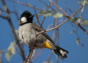 White Eared Bulbul with yellow vented tail perches in tree face turned backed by clear blue sky...