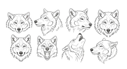 Wolf Head Studies in Various Poses