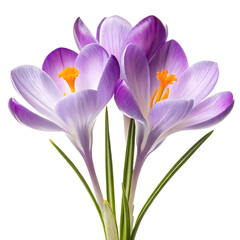 Naklejka premium Close-up of three beautiful purple crocuses in full bloom.