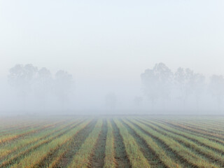 Mist-Clad Winter Dawn Over Harvested Rural Field.
