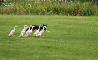 A Collie Dog Herding a Group of Indian Running Ducks.