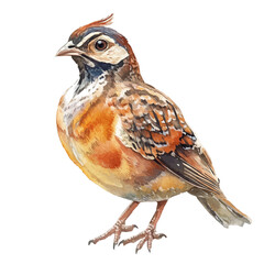 Partridge Close Up, watercolor painting vector, isolated on a white background.