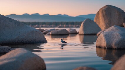 A stunning scene of sunrise over San Francisco Bay featuring a duck and rocks in the foreground.