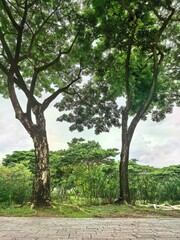 Large Tropical Trees Framing a Lush Green Landscape