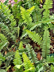 Lush Green Sword Fern Fronds in a Tropical Garden