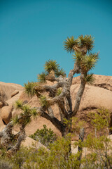 Rocks and Joshua Trees with a Blue Sky 