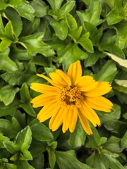 Yellow Wedelia Flowers Amidst Green Foliage
