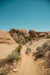 Desert Trails in Joshua Tree